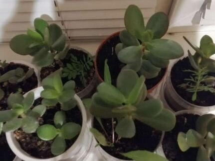 Денежное дерево (Толстянка), Лавровое дерево