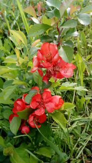 Айва японская