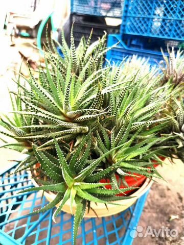 Хавортия суккулент