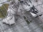 Широкохвостые бакинские голуби