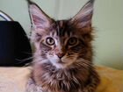 Мейн-Кун, кошка, чистокровная объявление продам