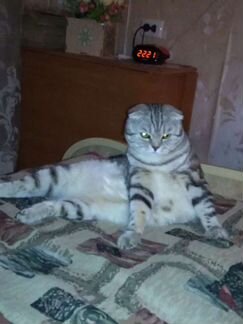 Вязка. Шикарный крупный шотландец Скотиш фолд