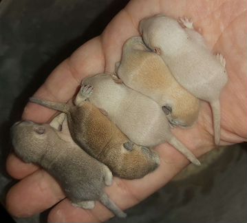 Монгольская песчанка