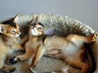 Абиссинские котята дикиго окраса объявление продам