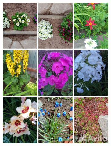 Борвинок и др