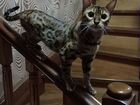 Ищу бенгальского кота для вязки объявление продам