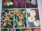 Чистые открытки цветов - Тюльпаны СССР объявление продам
