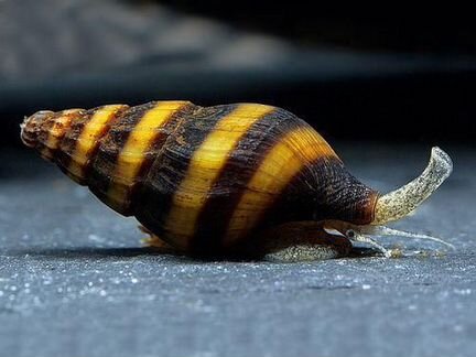 Улитка хищная Хелена