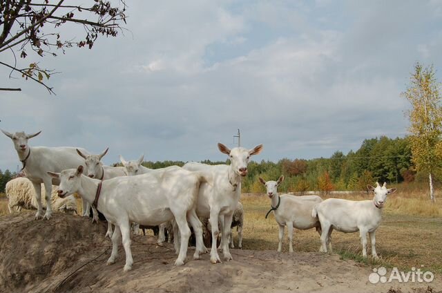 Молоко и молочные продукты