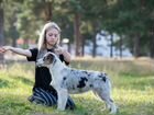 Австралийская овчарка, подрощенные щенки объявление продам