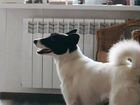 Собака лайка ищет дом объявление продам