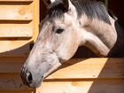 Лошади ищут заботливый дом объявление продам