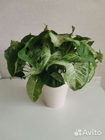 Сингониум Панда (Panda)