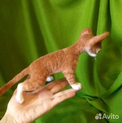 Котёнок Девон Рекс