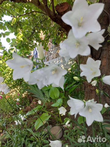 Колокольчик белый