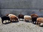 Овцы бараны объявление продам