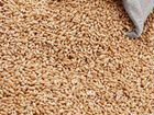Пшеница в мешках объявление продам