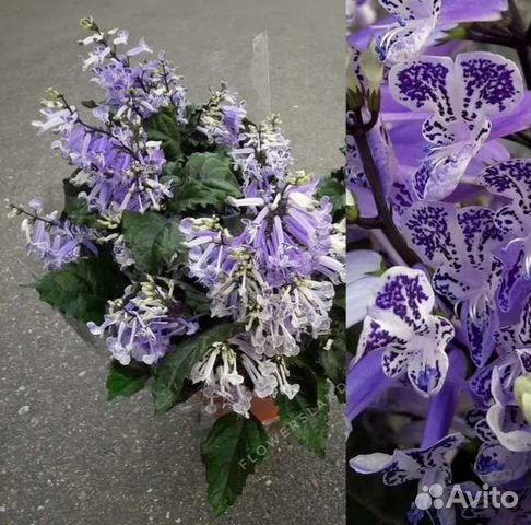 Плектраниус Моно