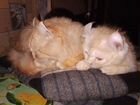 Котята американского керла.и персидские котята объявление продам