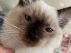 Продажа котят породы Невская маскарадная объявление продам