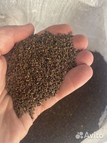 Семена фацелии