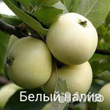 Яблони саженцы