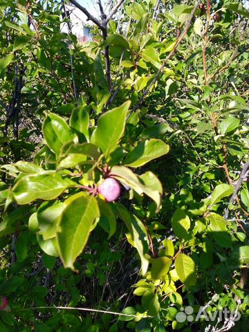 Саженцы сливы