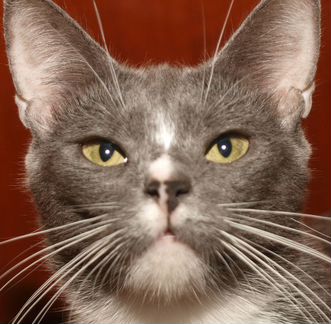 Голубая кошка британская кошка Люси (метис)