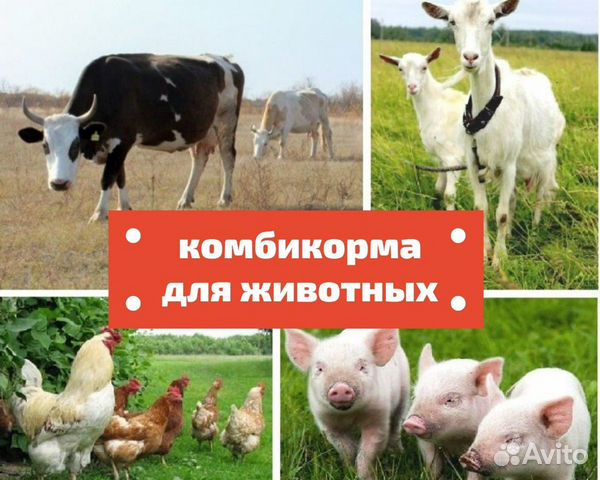 Комбикорм для кур комбикорм комбикорм для свиней