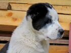 Туркменского волкодава щенки объявление продам