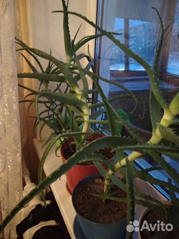 Алоэ лечебный