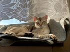 Сингапура, миниатюрный котик объявление продам