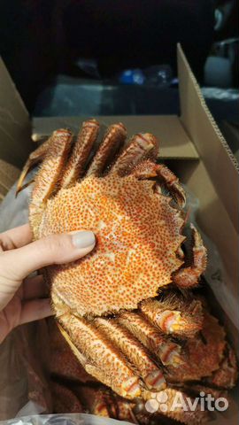 Краб Камчатка крупный,средний