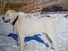 Собака Среднеазиатская овчарка объявление продам