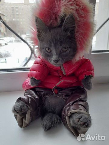 Зимний комбинезон для чихуахуа