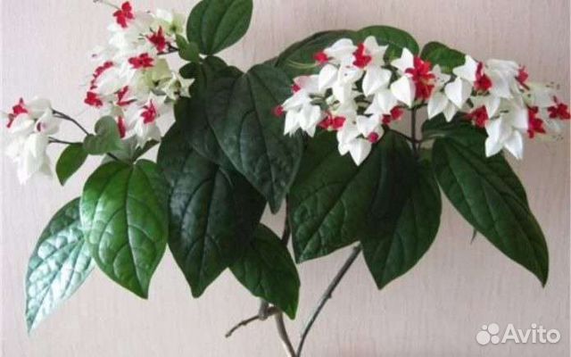 Клеродендрум Томсона взрослые комнатные растения