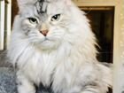 Кошка мейн-кун объявление продам