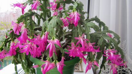 Декабрист розовый, зигокактус, шлюмбергера