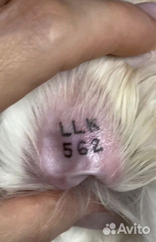 Клеймо/клеймение. Документы ркф/выдача и обмен