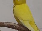 Волнистые попугайчики,возраст 1,5 месяца. Самцы объявление продам