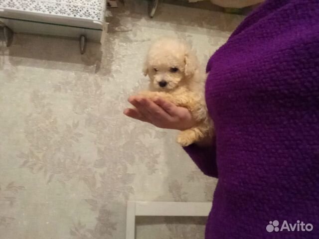 Мальтипу Супер микро Мини ф1f1 Москва