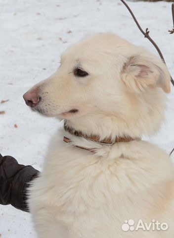 Умка ищет дом