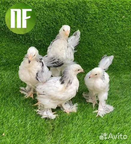 Цыплята, индюшата, утята, бройлер, несушка