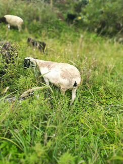 Овцы Бараны Дорпер - фотография № 3