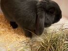 Карликовый кролик бесплатно объявление продам
