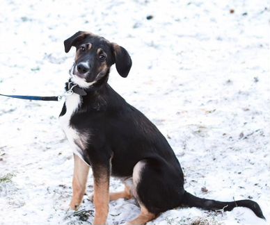 Метис гончей в добрые руки