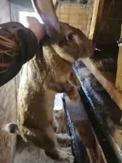 Кролики ризен фландер
