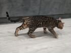 Бенгальский котик