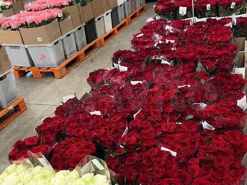 Розы оптом от производителя. Склад цветов. Цветы на складе. Цветочная база розы. Поставщики цветов.