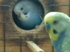 Волнистый попугай полувыставочные самцы и самки